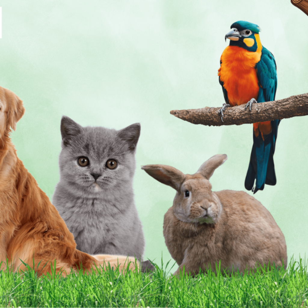 Compassionate Veterinary Care for Your Pets in Doha Compassionate Veterinary Care for Your Pets in Doha