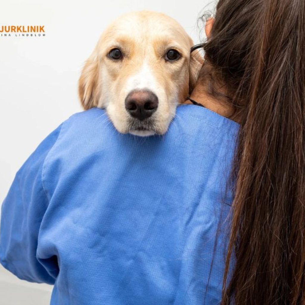 Trygg och omtänksam kattvård i Ystad