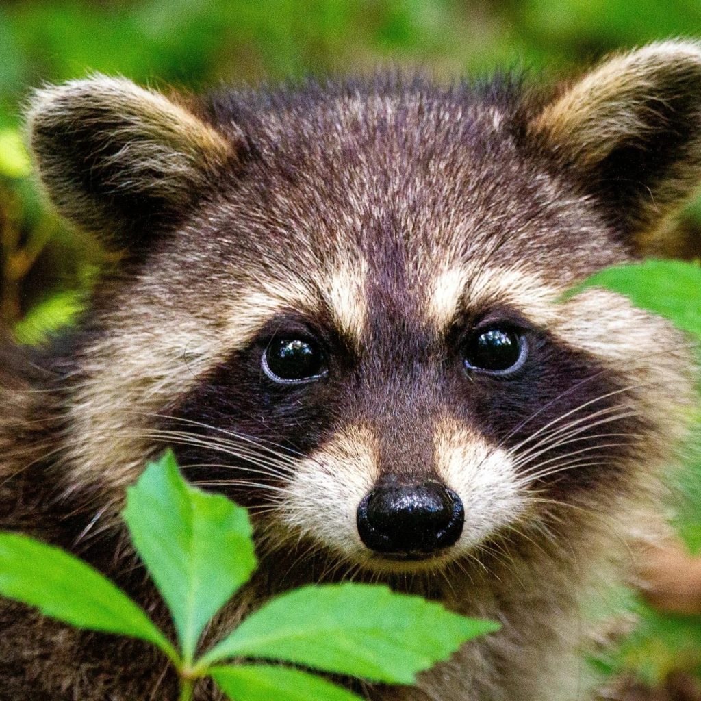 Expert Squirrel Solutions for Shohola Homes