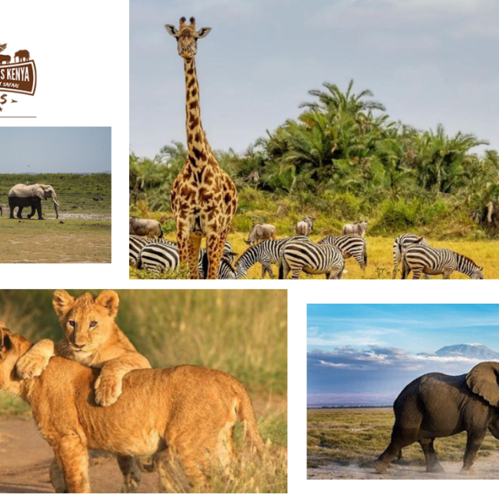 Unforgettable Kenya Safaris: Expert Planning, Local Guides, and Luxury at Your Pace Unforgettable Kenya Safaris: Expert Planning, Local Guides, and Luxury at Your Pace