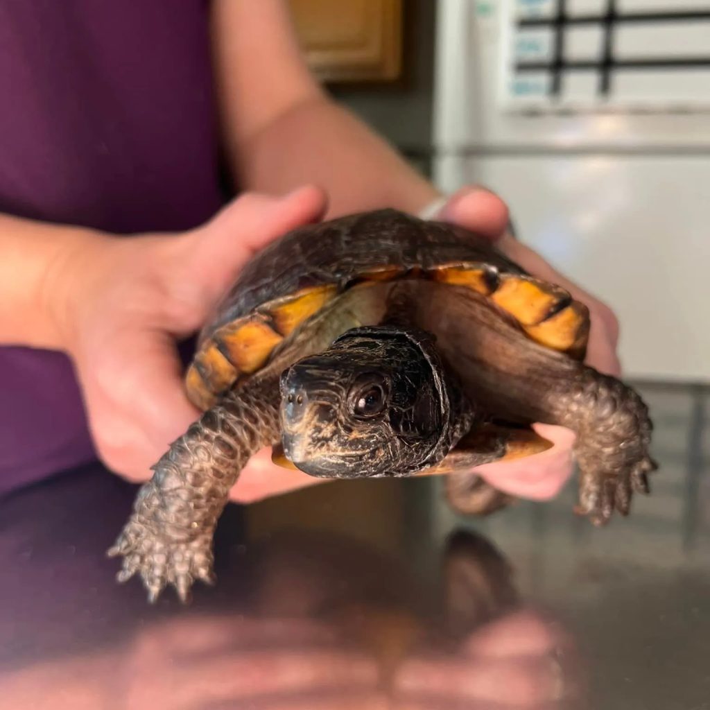 Compassionate Pets, Trusted Care at Your Local Veterinary Clinic Compassionate Pets, Trusted Care at Your Local Veterinary Clinic