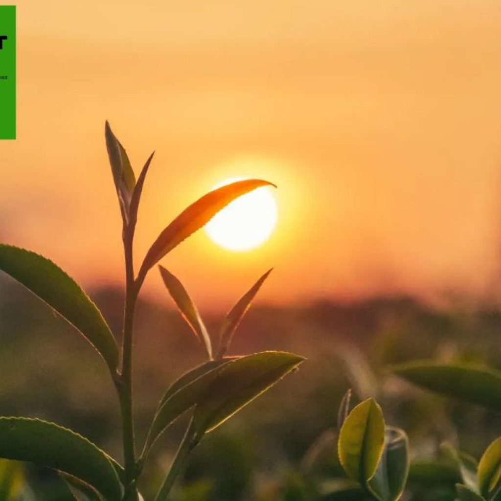 Efficient Harvest Solutions for Root Tubers and More Efficient Harvest Solutions for Root Tubers and More
