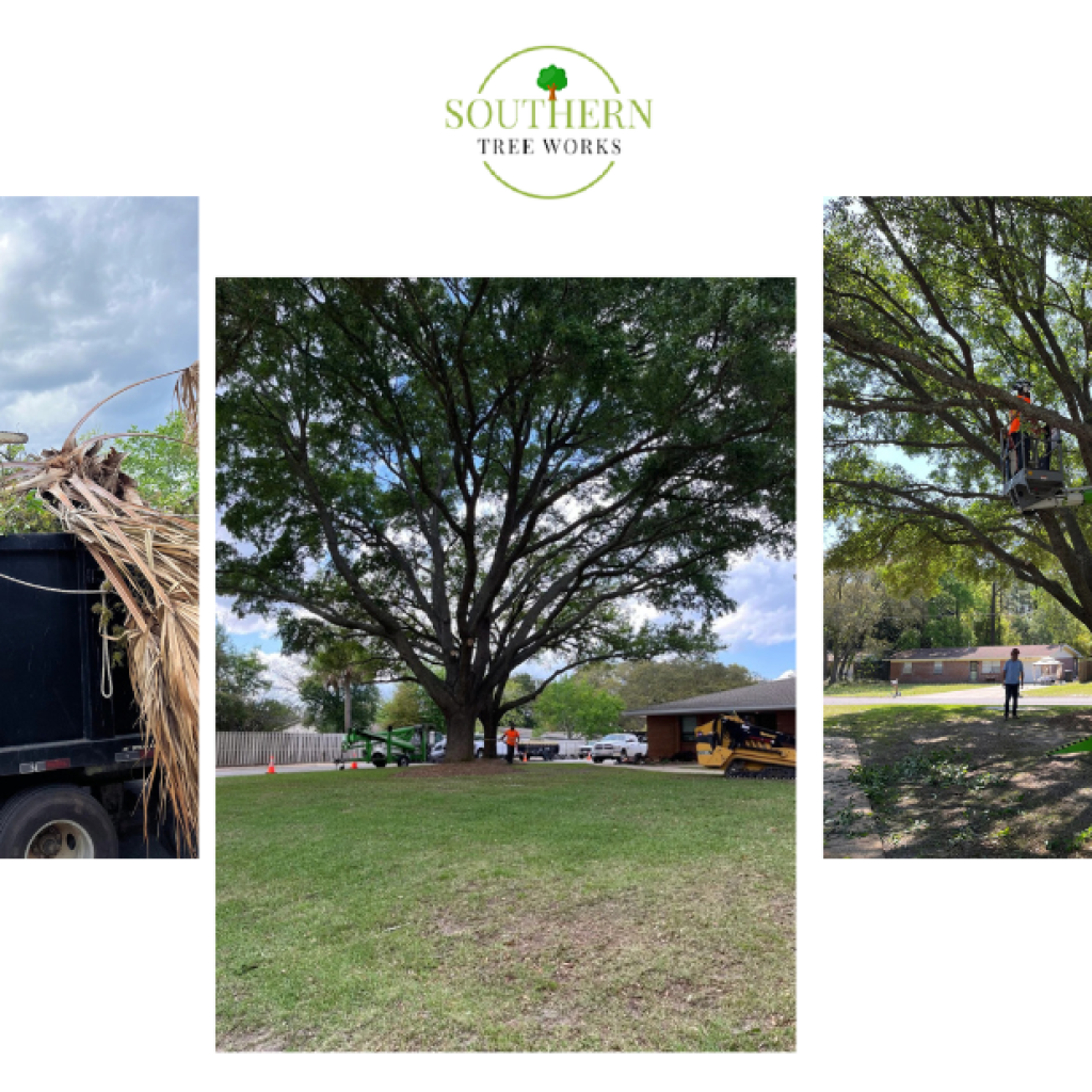 Professional Arborist Services Across the United States