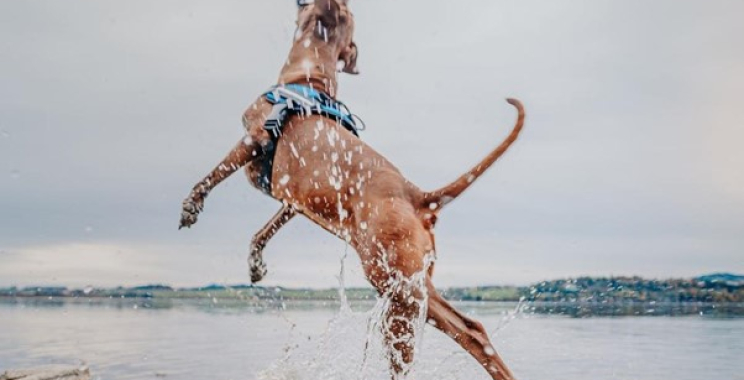 Find the Best No-Pull Dog Harness and High-Quality Custom Options in the US Find the Best No-Pull Dog Harness and High-Quality Custom Options in the US