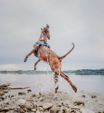 Find the Best No-Pull Dog Harness and High-Quality Custom Options in the US